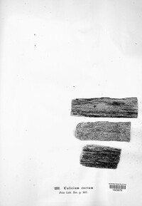 Calicium abietinum image